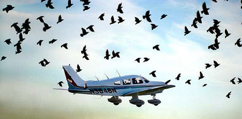 Bird strike – It could happen to you!